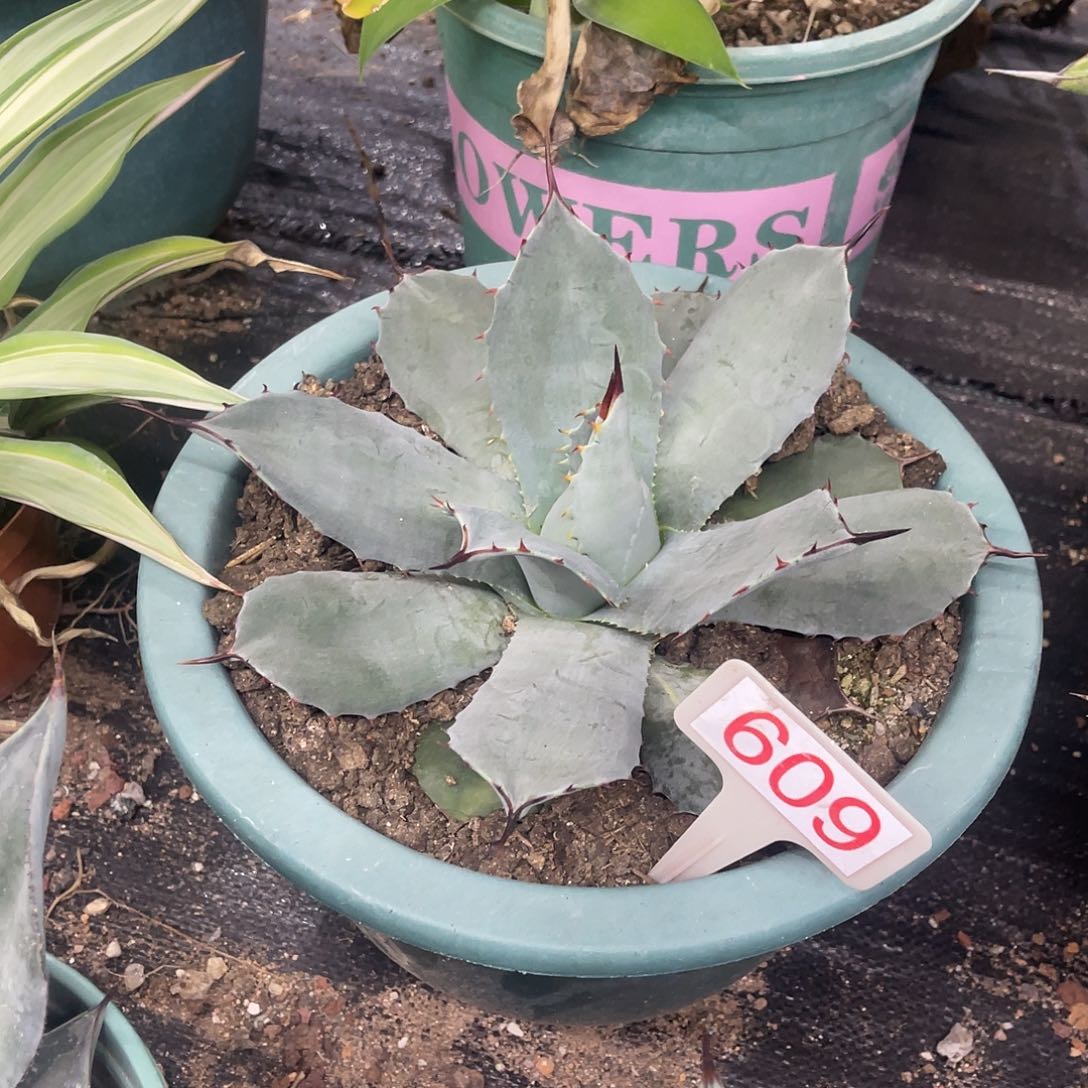 虚空藏高级灰龙舌兰