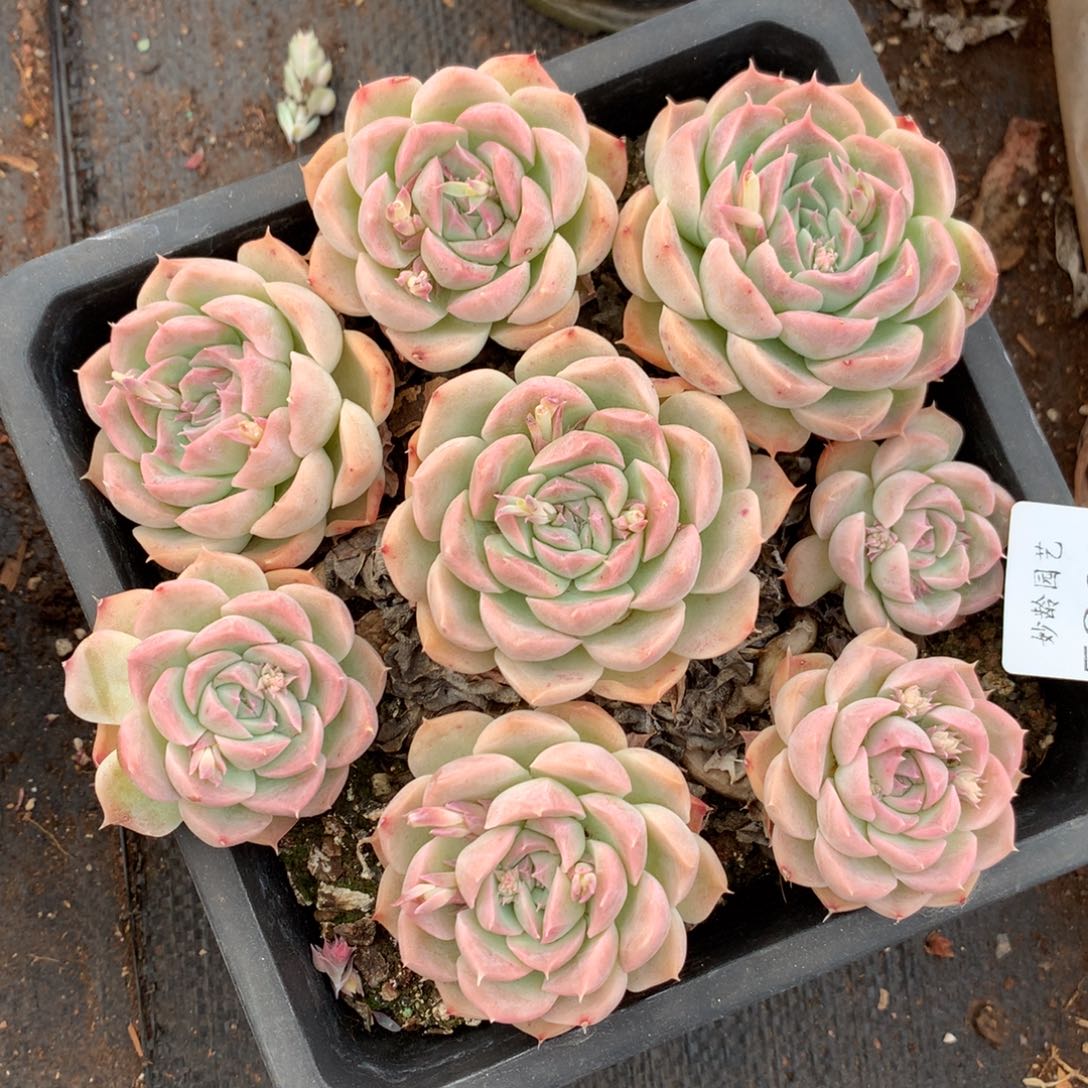 -****_5209不包整散掉头不售后17厘米