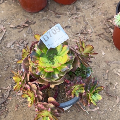 多肉植物海王七彩