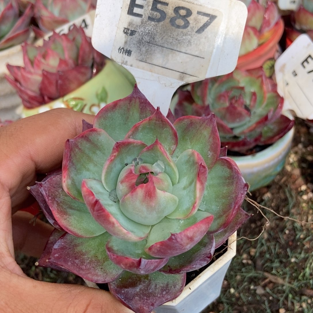 惊鸿一瞥587多肉