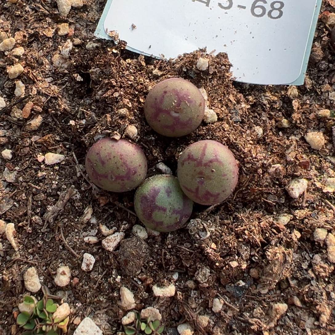 5-68量拍阿多福猴脸一颗