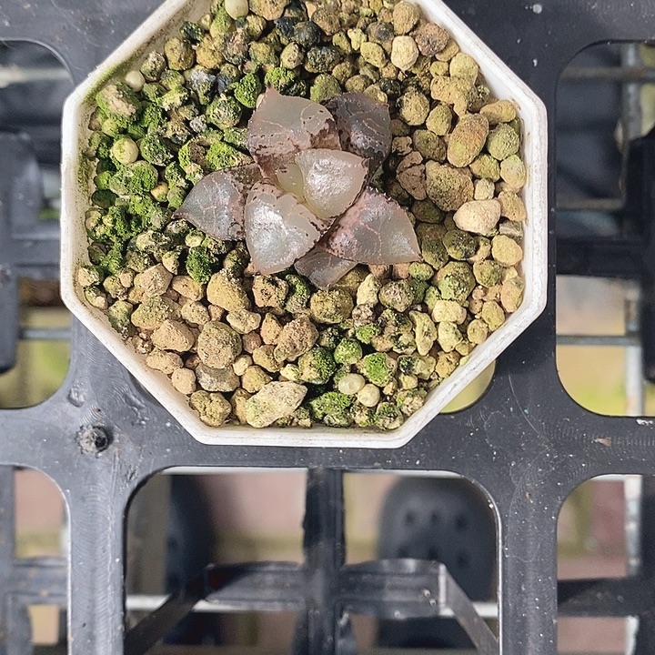 铠***铠玉露十二卷多肉植物