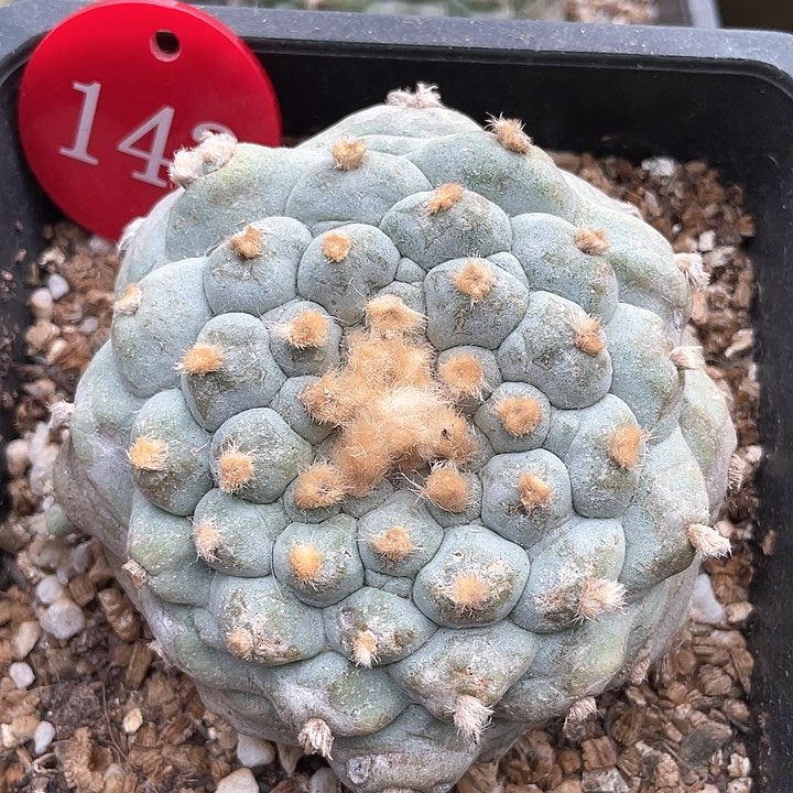 仙人球落地自根143