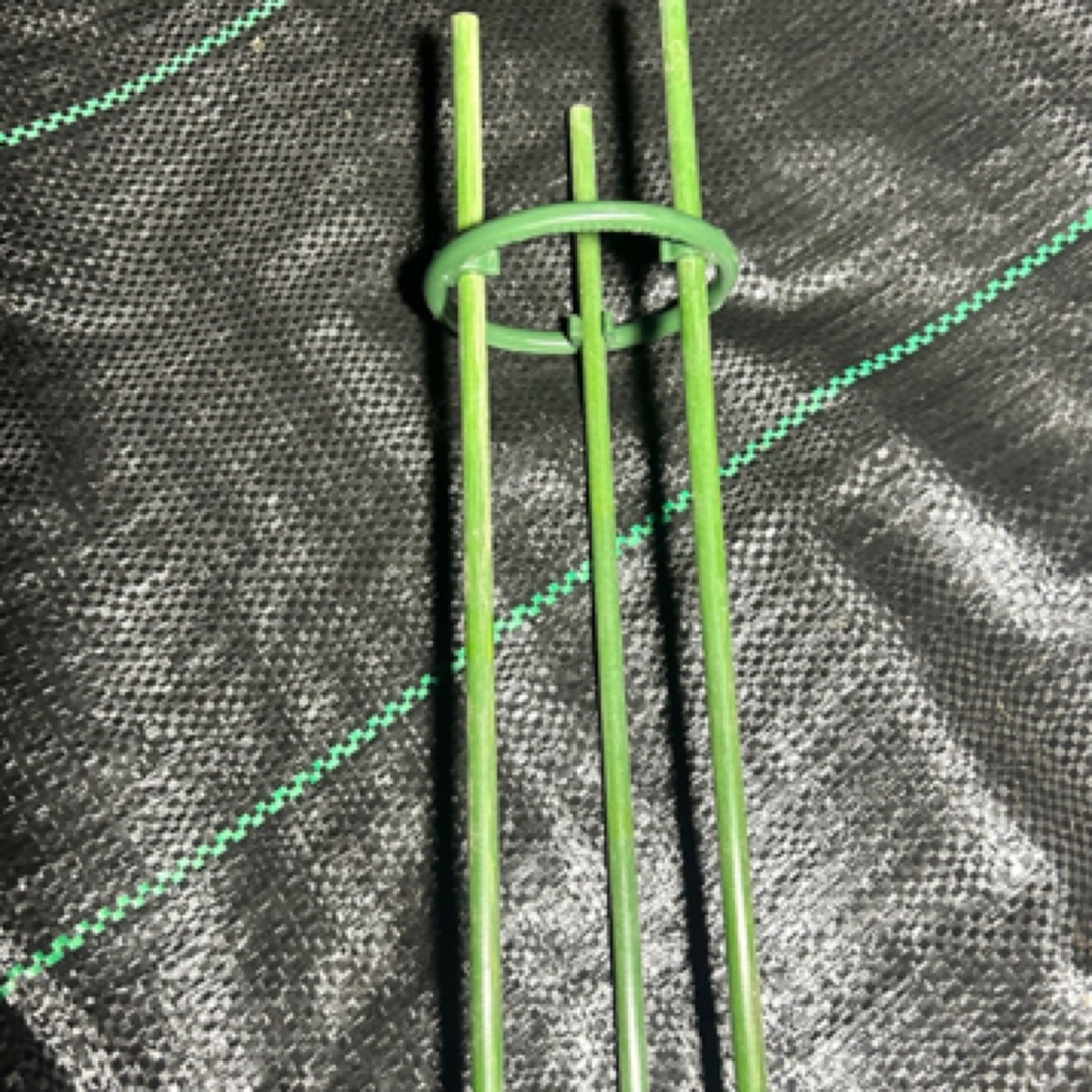 蟹爪兰开口花架8组，9公分直径单圈，立杆高度50公分，单圈三杆