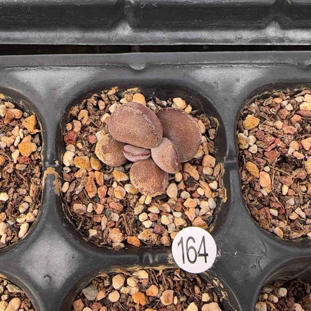 球球紫蛋水泡多肉164