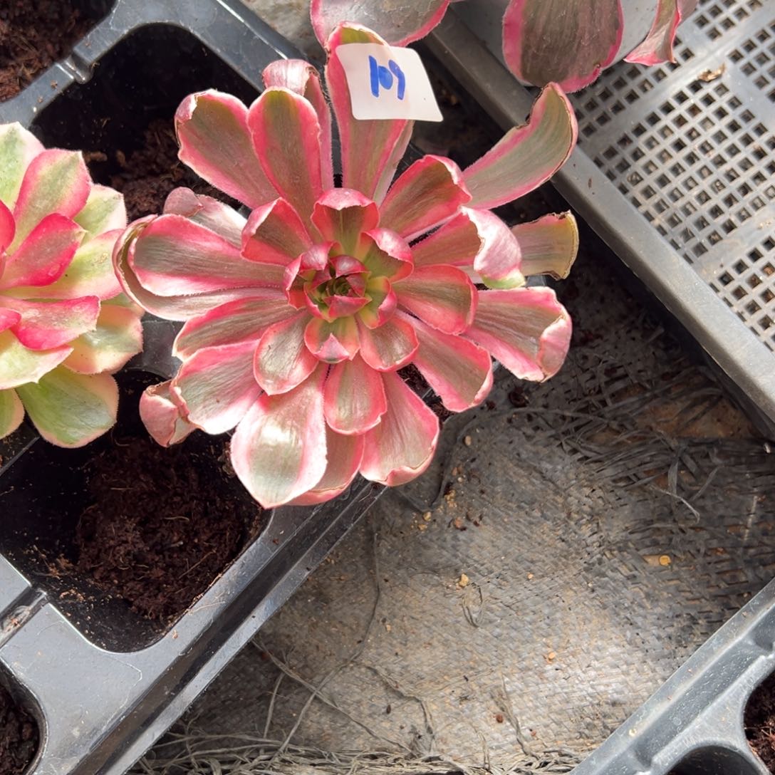 109天使多肉多肉多肉