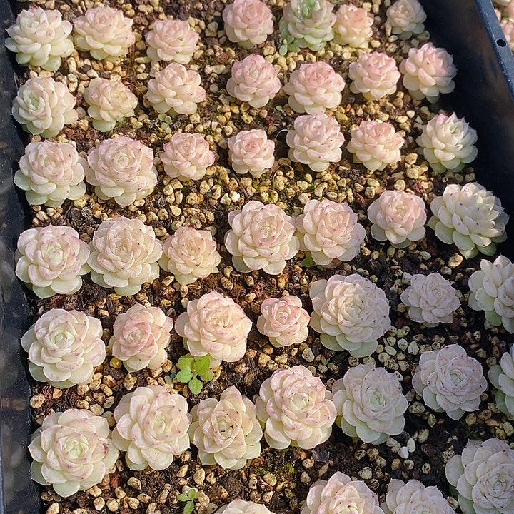 314 多肉植物盆栽花卉