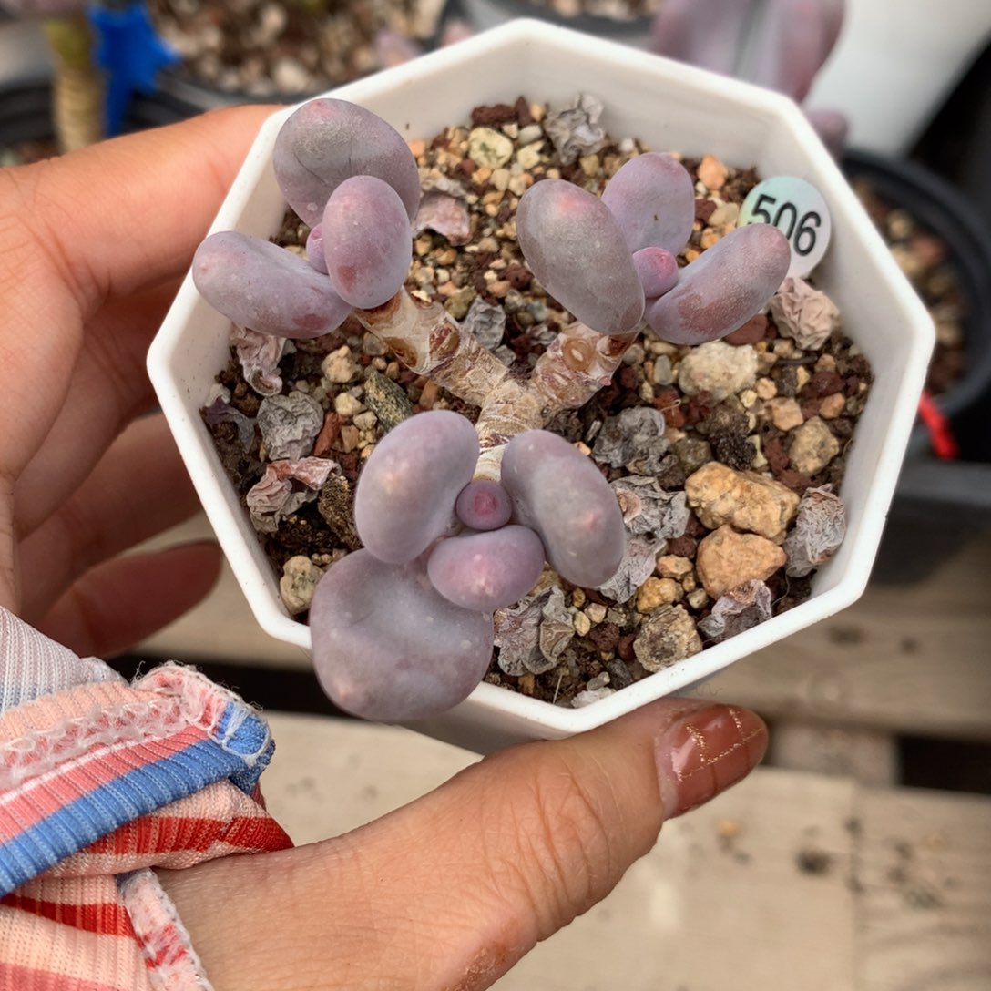 彩虹 不满28发到付，发一片叶，~