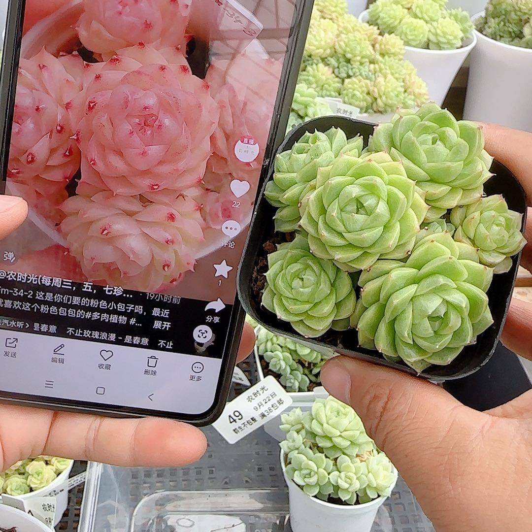 子***轩【闪购商品】0922-55（fm-34-3）