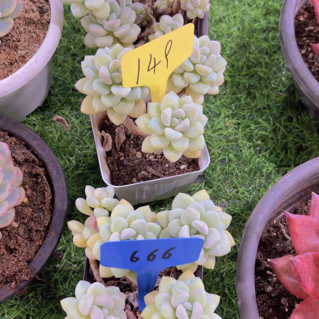 爱****我的小可爱们都好可爱