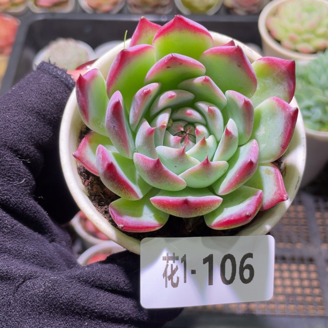 花利美1-106吉娃娃