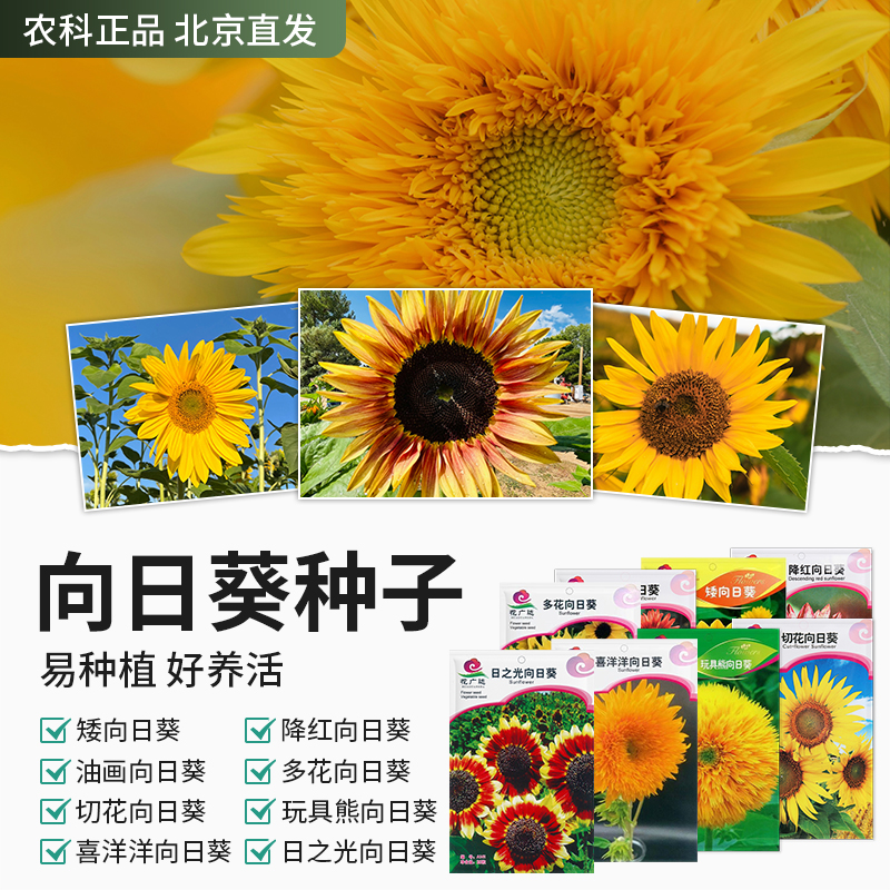 【农科院推荐】向日葵种子观赏向日葵种子花卉种子简单易种蔬菜种子