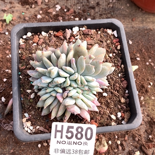 嫦娥缀化580 亏本处理退款拉黑7-8天发货