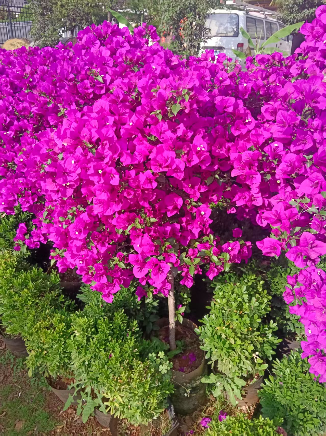 【加高1.4-1.6米】三角梅云南紫独杆棒棒糖粗杆4-6公分带花苞带花发