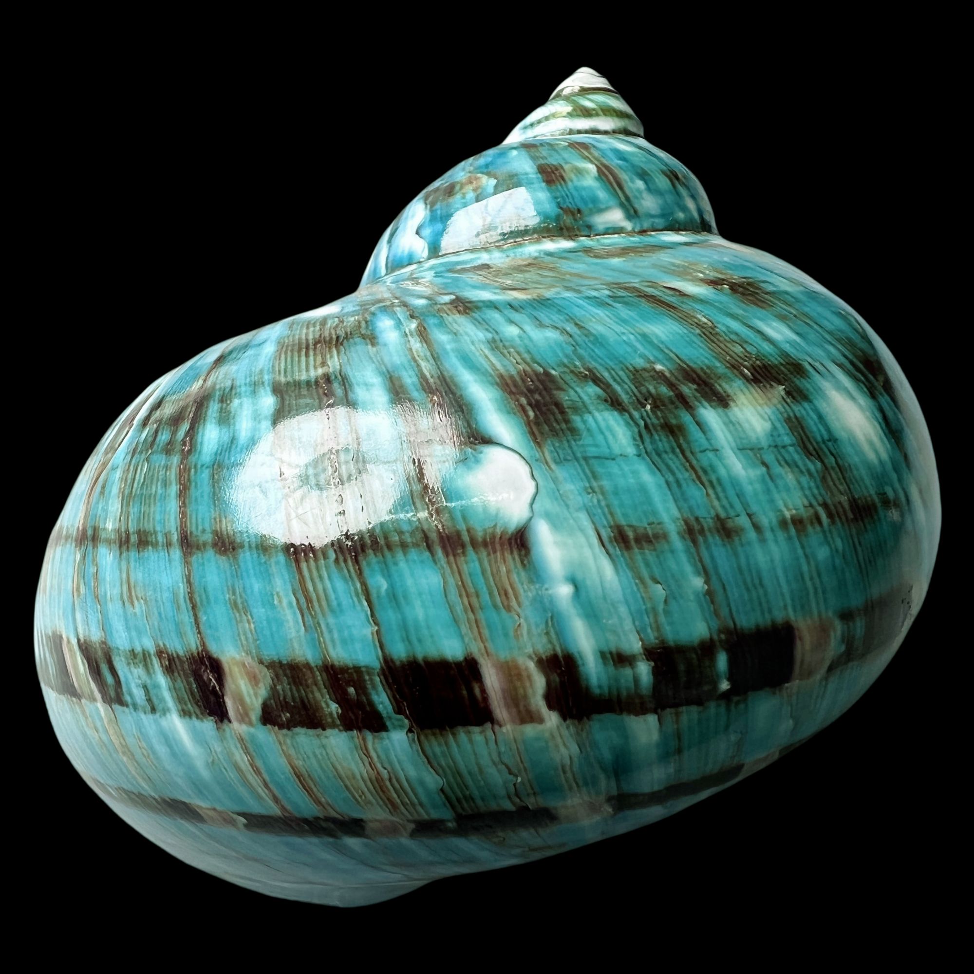 【帝王螺杯（特大！精品）】93.8mm 赠1串杯托 天然贝壳 C3