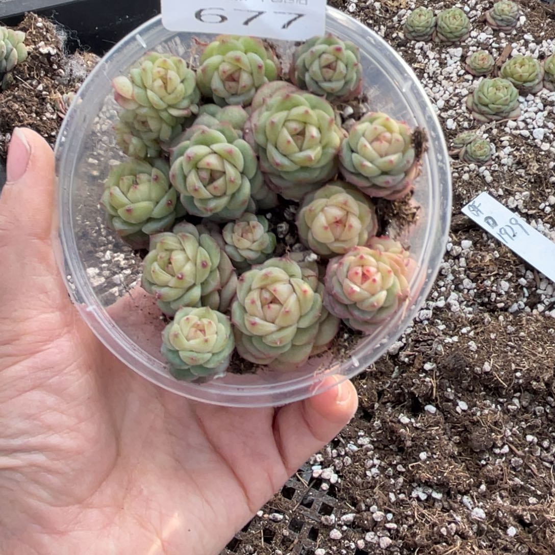 糕大上多肉植物677