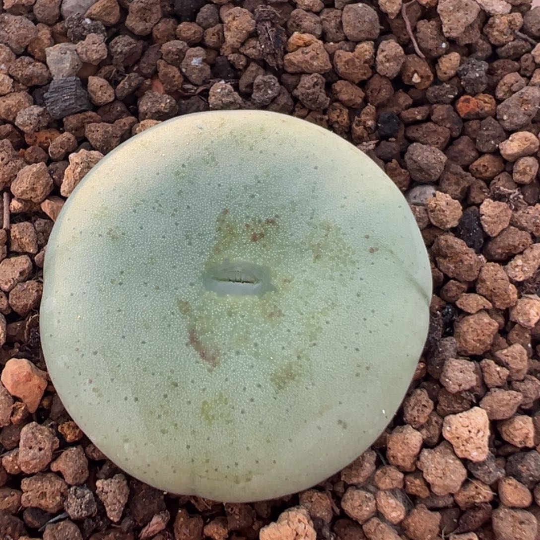 83多肉植物百科植物