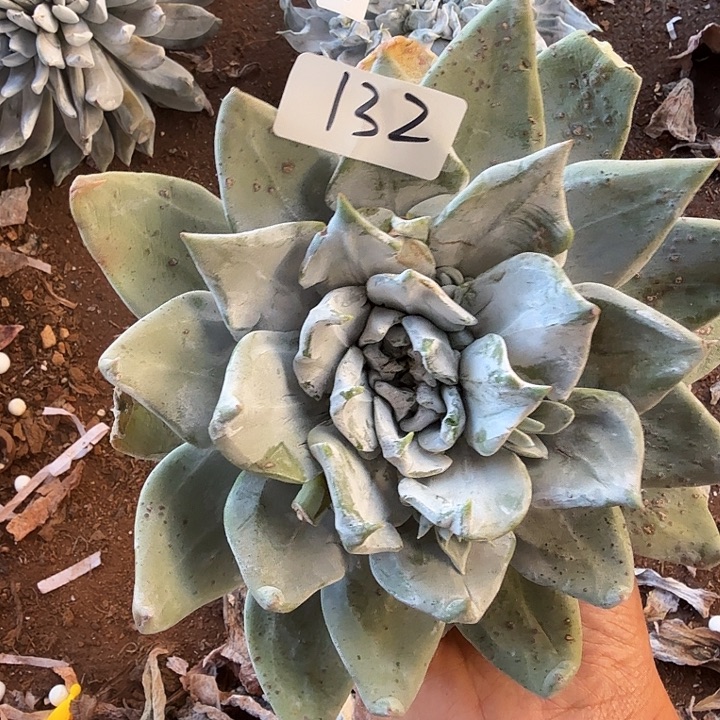 3代杂交仙女杯多肉福利