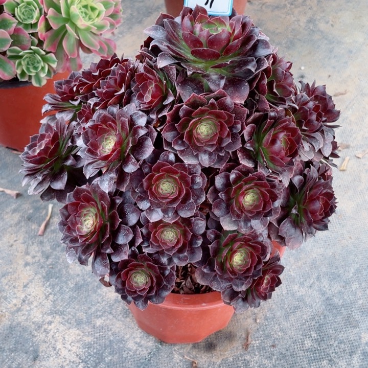 31老庄多肉法师黑美人