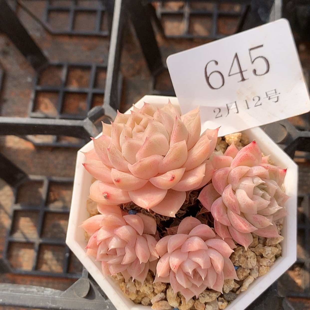 【闪购商品】云645