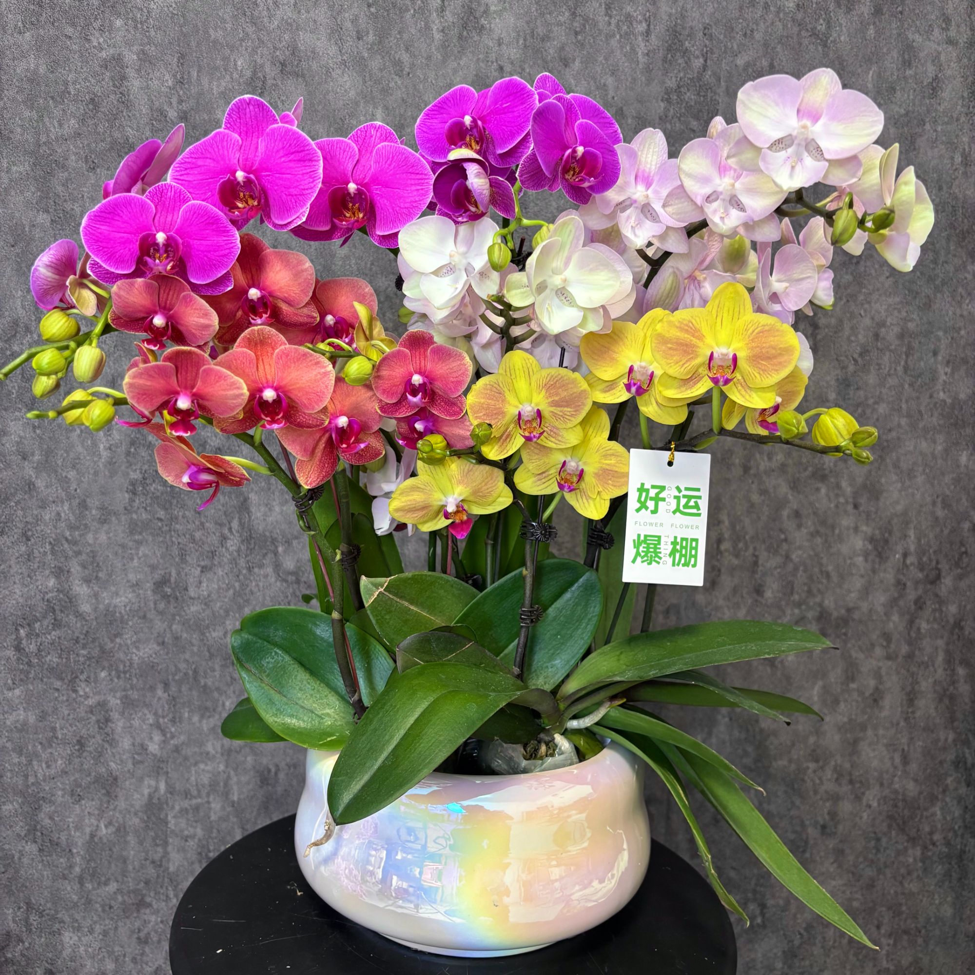 【全家福-蝴蝶兰】 五彩缤纷 好养花期长 送礼装饰 室内观赏花