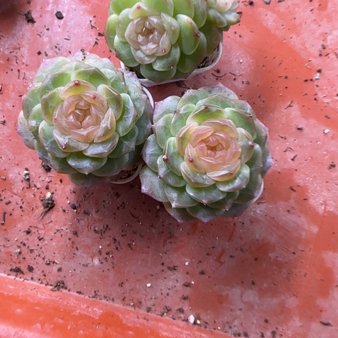 无尽灯白灯下盆一个满25包邮