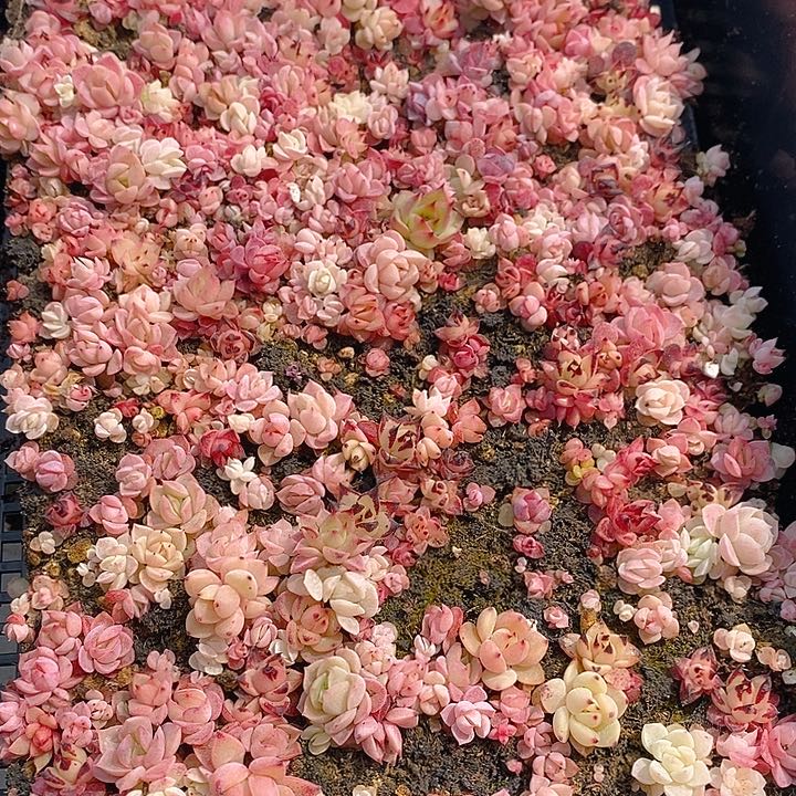 93 多肉植物盆栽花卉盆栽