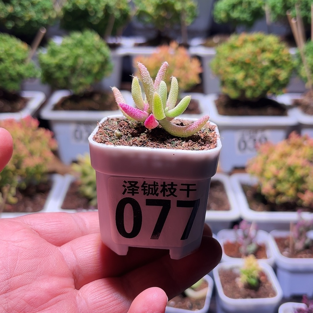 077枝干番杏玉米锦