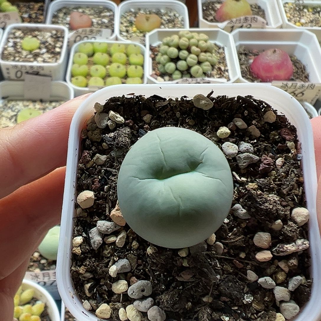 179鸽子蛋带盆土发货