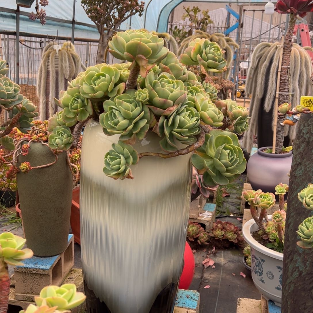 清货大碧桃带盆不包物流