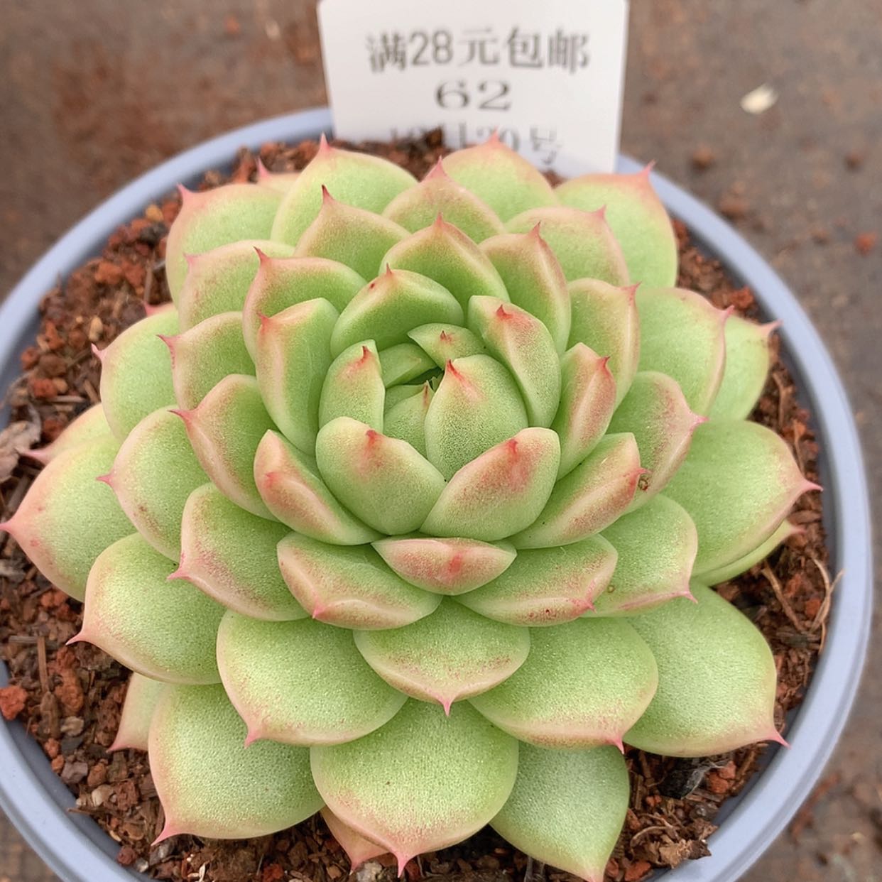 【闪购商品】云62号麦秆8厘米
