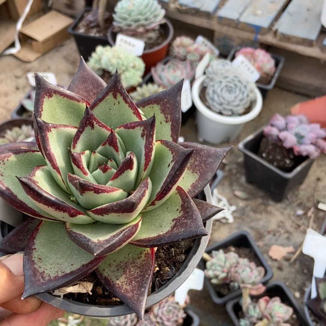 乌木多肉植物623种食物