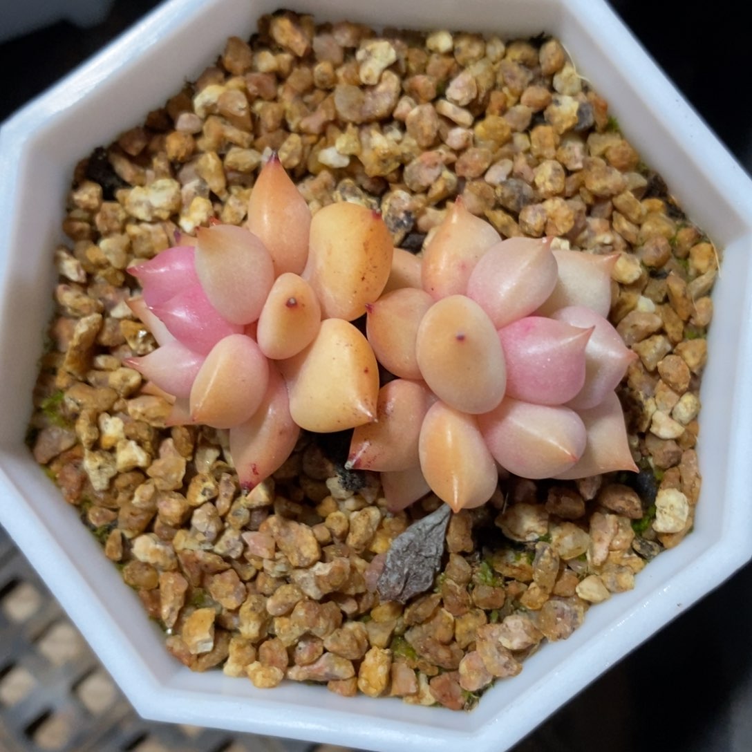 健健康康快快乐乐多肉植物_