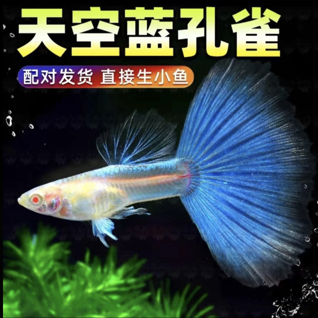 赛级天空蓝孔雀鱼