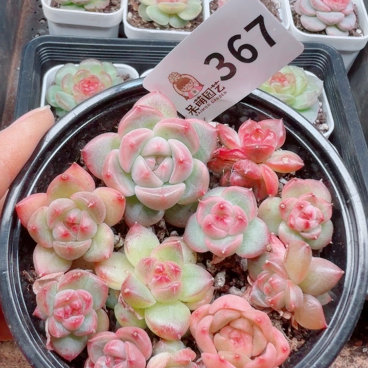 多肉植物多肉植物