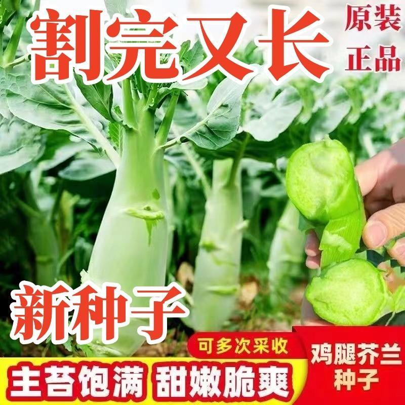 鸡腿芥兰菜种子四季蔬菜种孑甜脆芥菜芥蓝菜阳台盆栽春秋易植