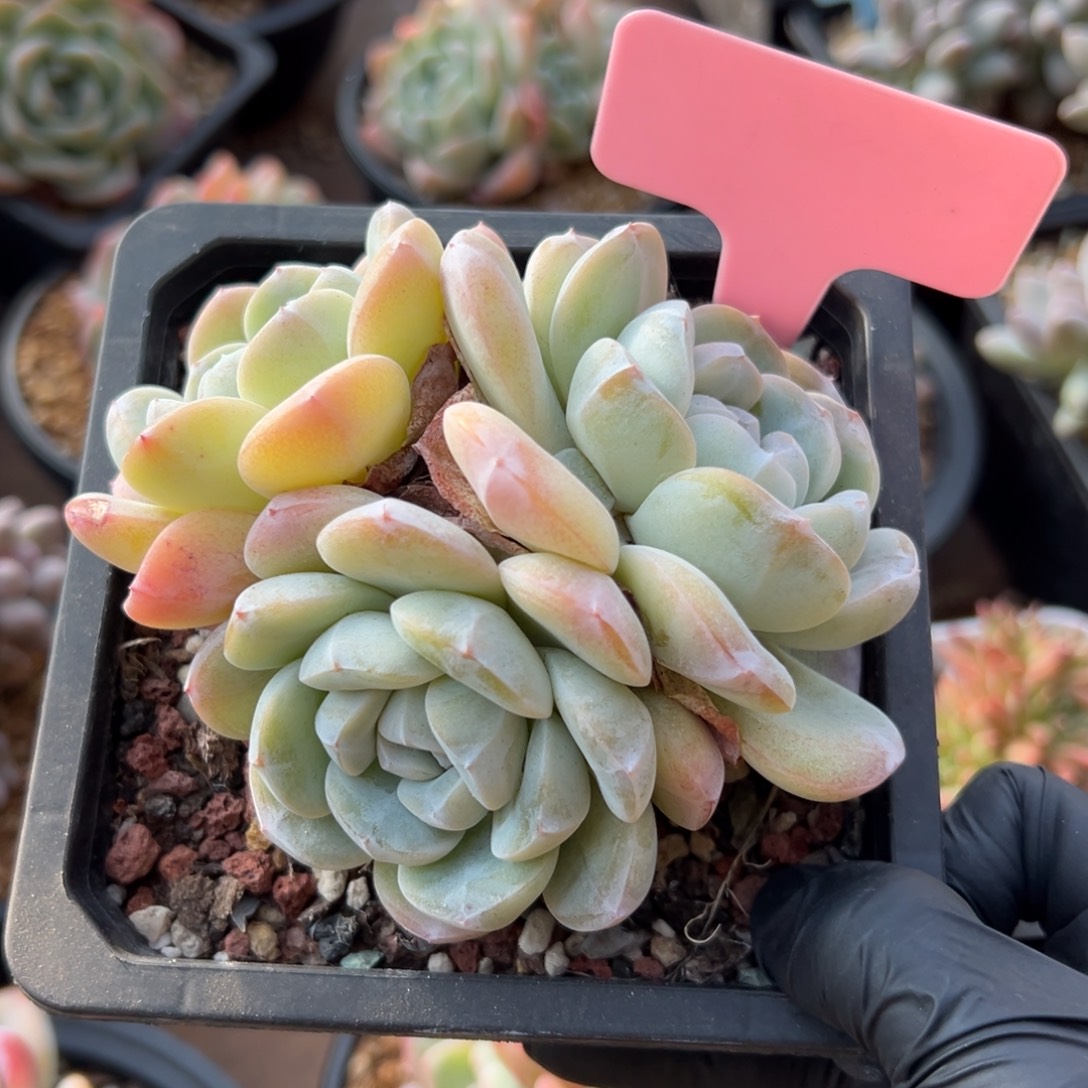 特价冰玉 411111111111