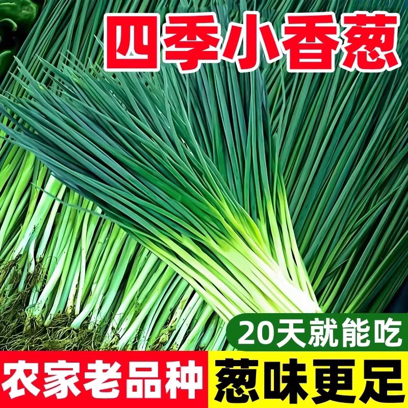 【全店满5包包邮】四季小香葱种子