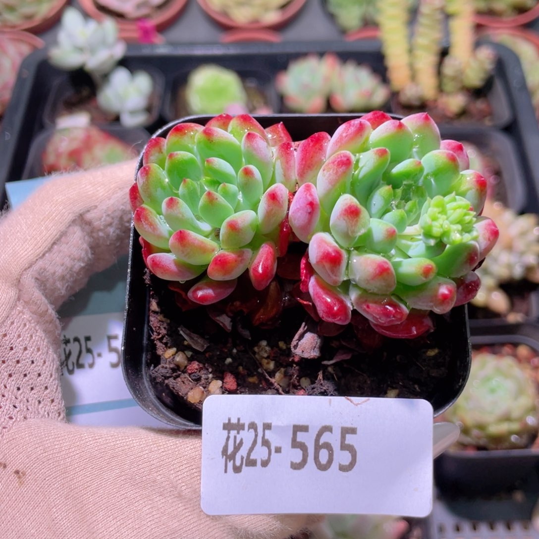 花利美25-565蓝苹果