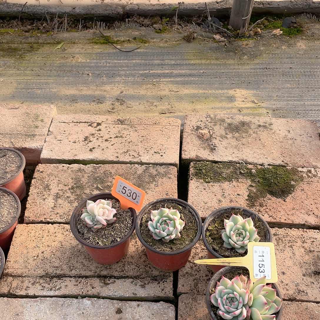 半***闲1153号两个一组DuPont