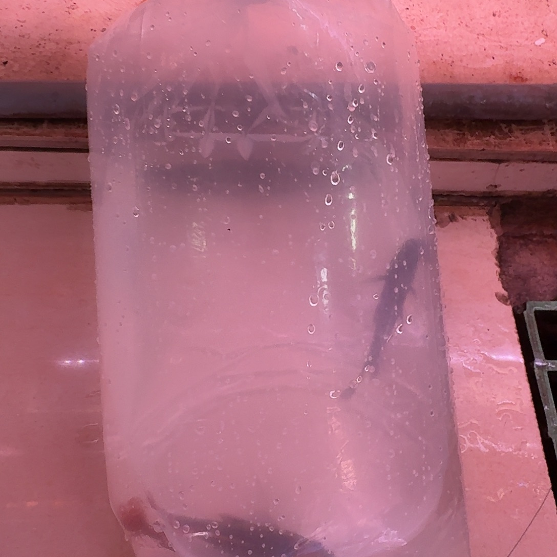 灯科鱼马鲷自选2条