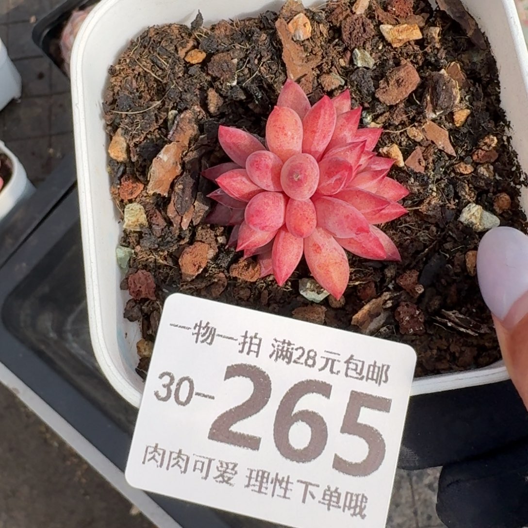 金鱼姬无盆土发货无盆