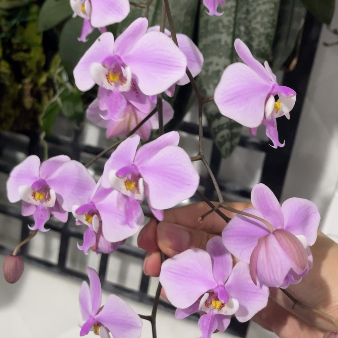 完全开放山菜西-889