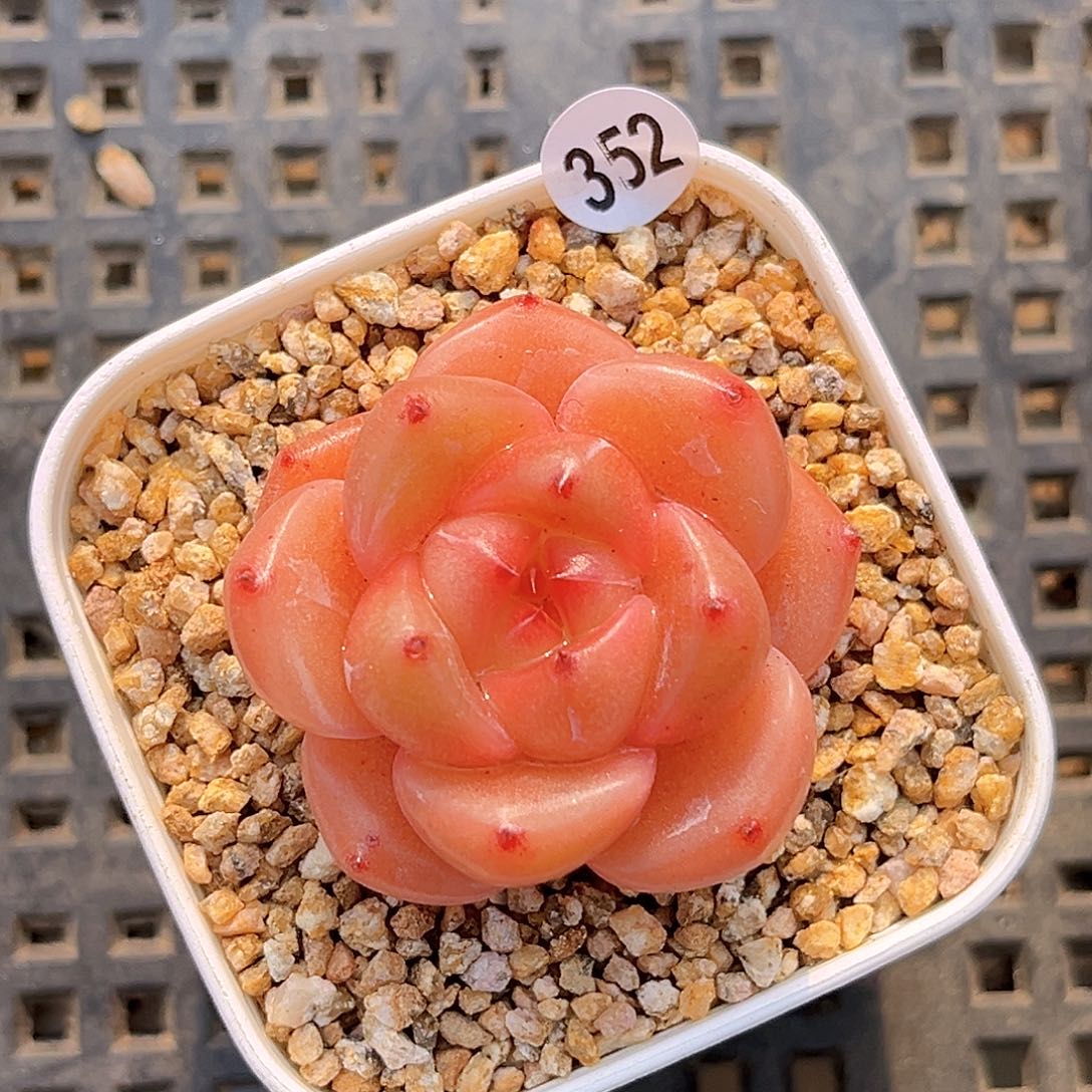 352  新品珍妮满18包邮