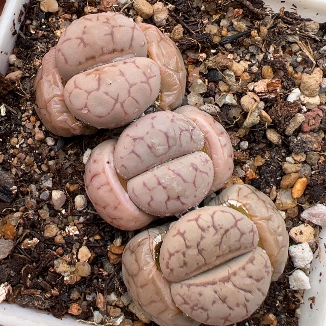 2.7好看的多肉754