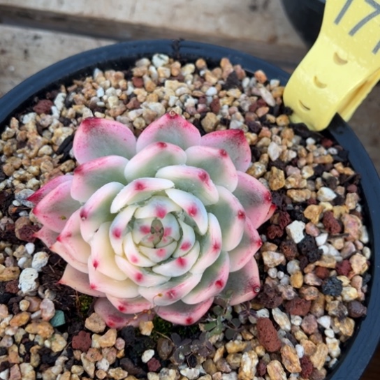 171吉娃娃锦 夏鸣园艺