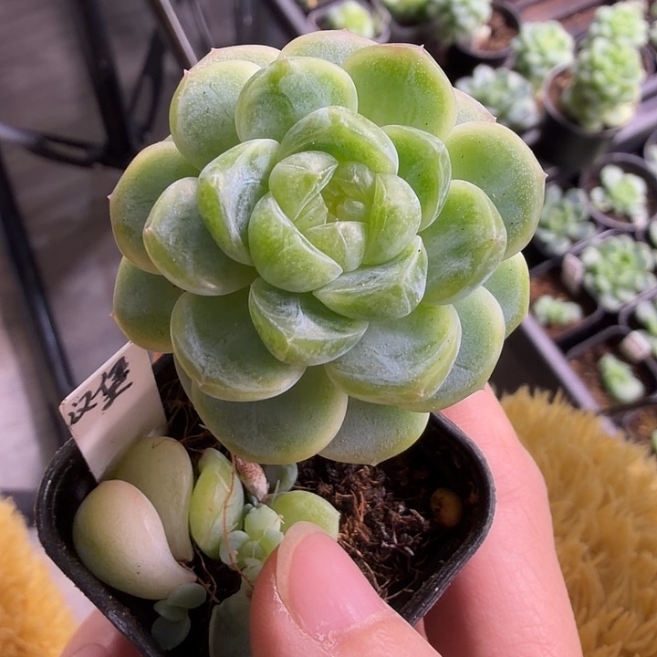 徐***洲汉堡四公分盆口专拍