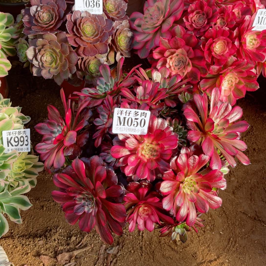 050美姬 冠幅30左右