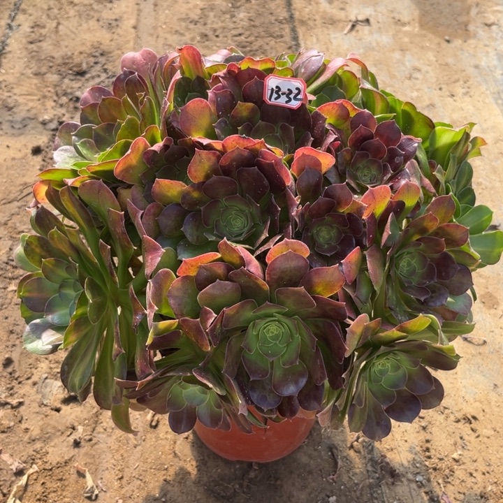 13-32女巫中班多肉植物