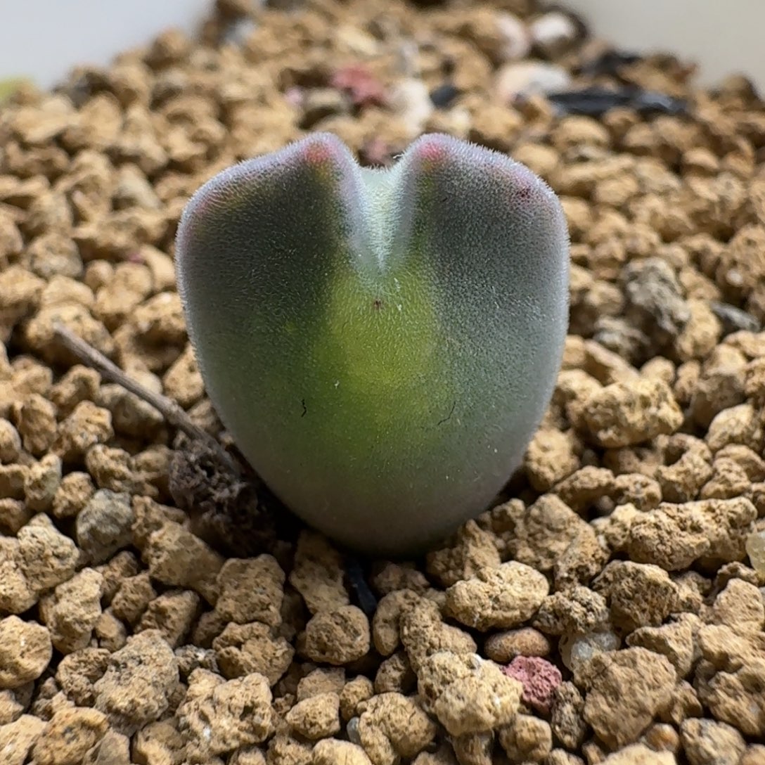 M***a1207.033大眼空蝉